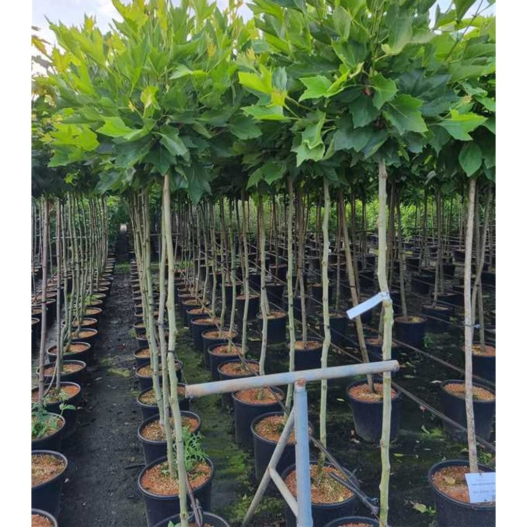 Sykomorlönn – Platanus hispanica 'Alphen's Globe' - 150 CM Stem C20